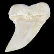 Mako Shark Tooth Fossil - Sharktooth Hill, CA #46779-1